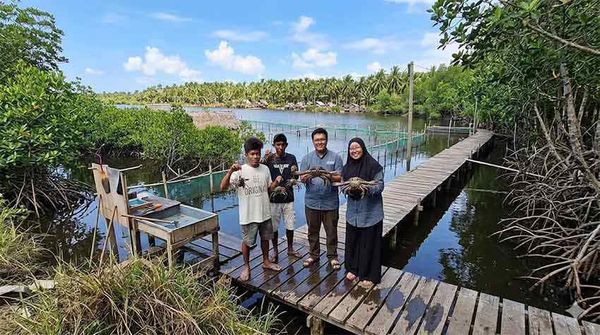 nuôi cua indonesia