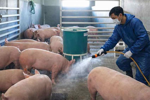 Dịch tả châu phi