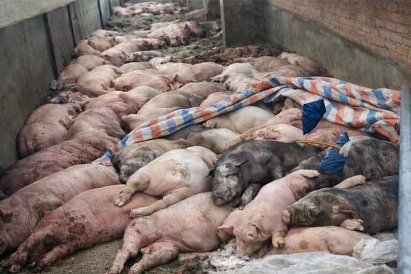 dịch tả châu phi