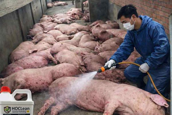 Dịch tả châu phi