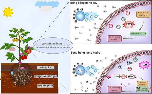 Hydro trong nông nghiệp