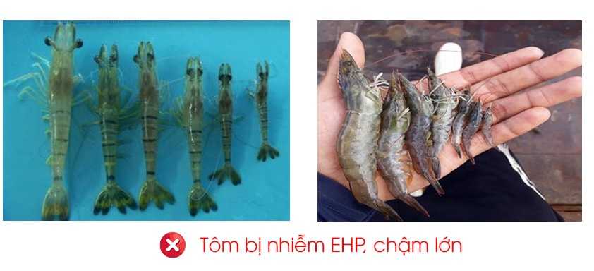 EHP ký sinh trong gan tụy làm tôm chậm lớn kéo dài