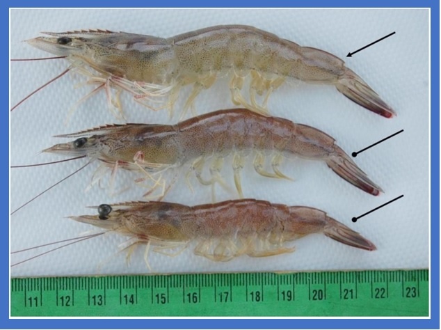 So sánh tôm phát triển tốt và tôm chậm lớn trong cùng vụ nuôi