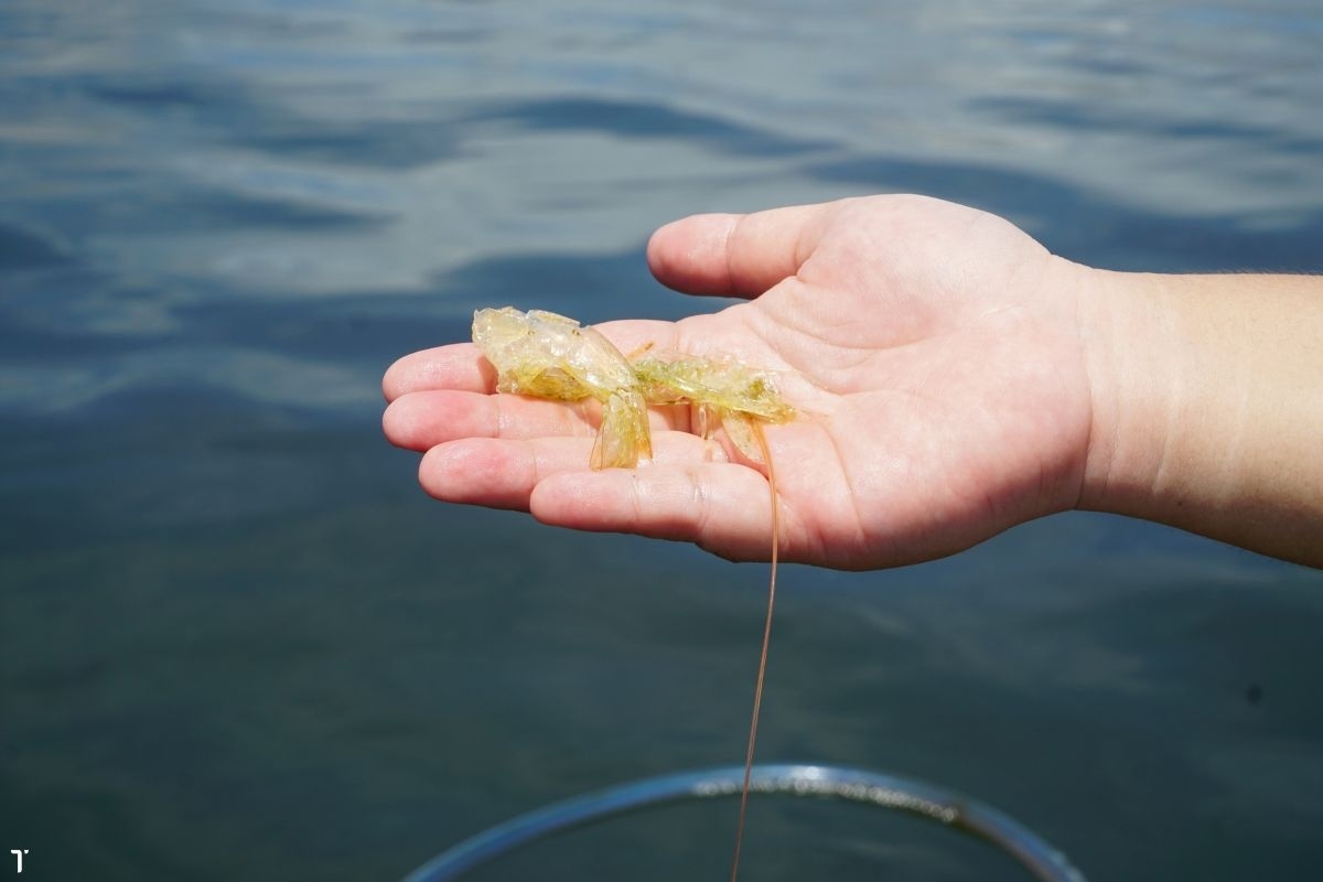 Lột xác tốt là điều kiện quan trọng để tôm lớn nhanh