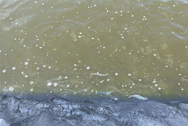 Môi trường ao nuôi xấu làm tôm stress và chậm lớn