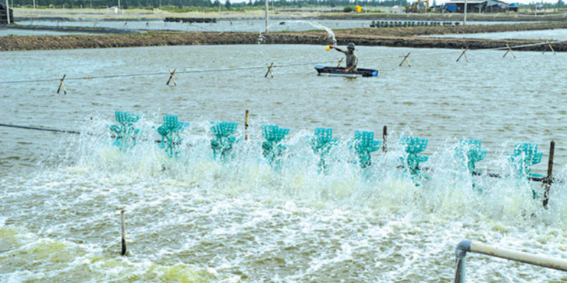 Sục khí và quạt nước giúp ổn định môi trường ao