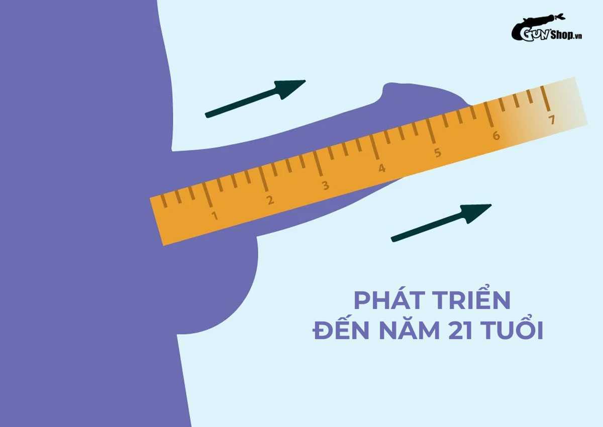 Dương vật phát triển đến bao nhiêu tuổi?