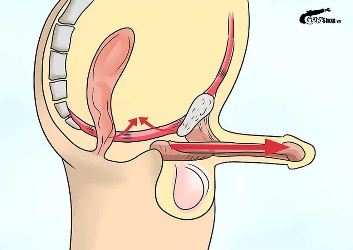 Các bài tập tăng cường sinh lý nam tại nhà hiệu quả rõ rệt