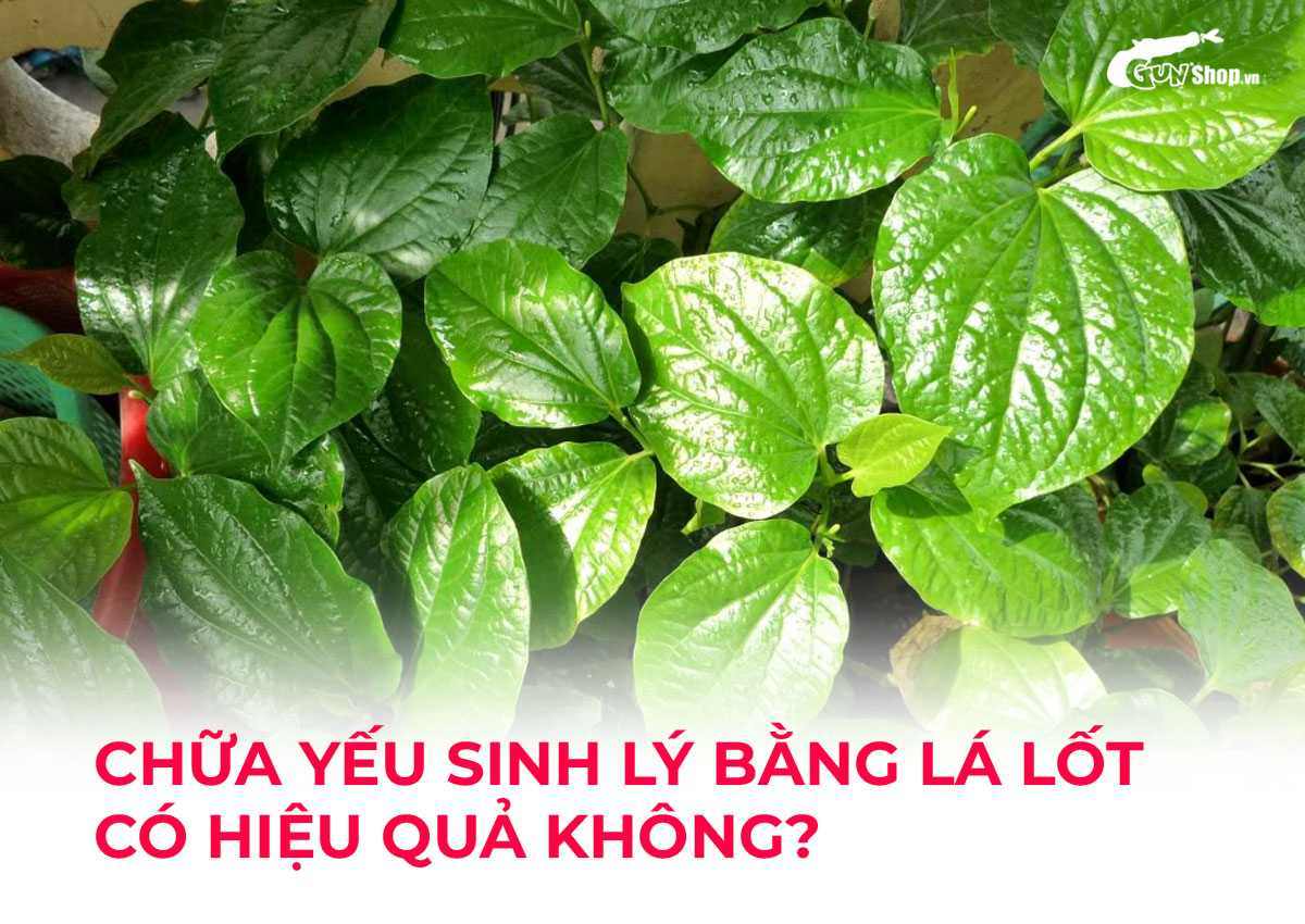 Chữa yếu sinh lý bằng lá lốt có hiệu quả không?