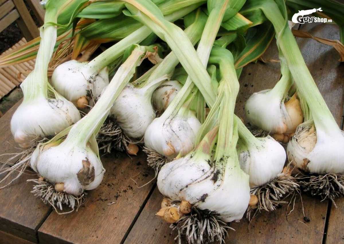 Bài thuốc Đông y tăng cường sinh lý nam chữa yếu sinh lý hiệu quả