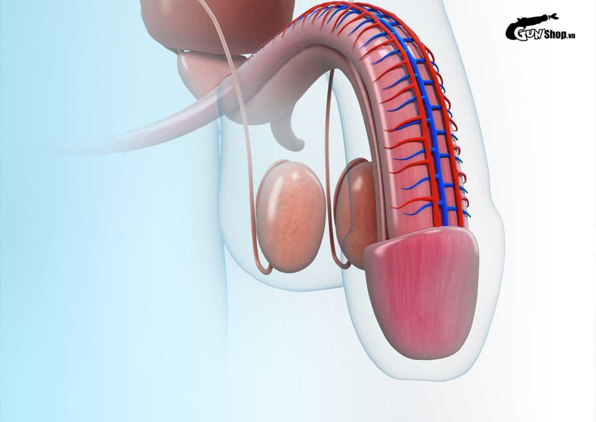 Uống nước tăng lực trước khi quan hệ