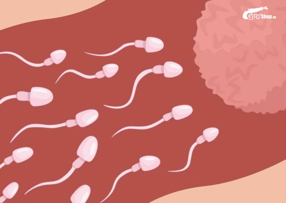 Tinh trùng sống được bao lâu trong tử cung?