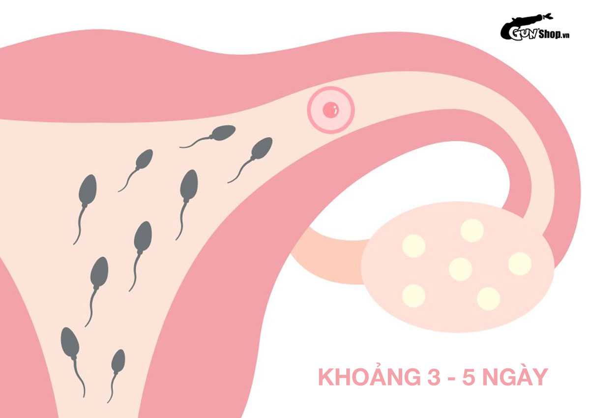 Tinh trùng sống được bao lâu trong tử cung?