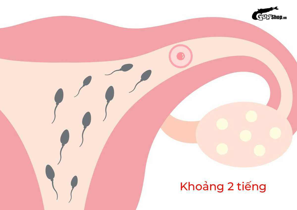 Tinh trùng sống được bao lâu trong bao cao su và ở môi trường khác?