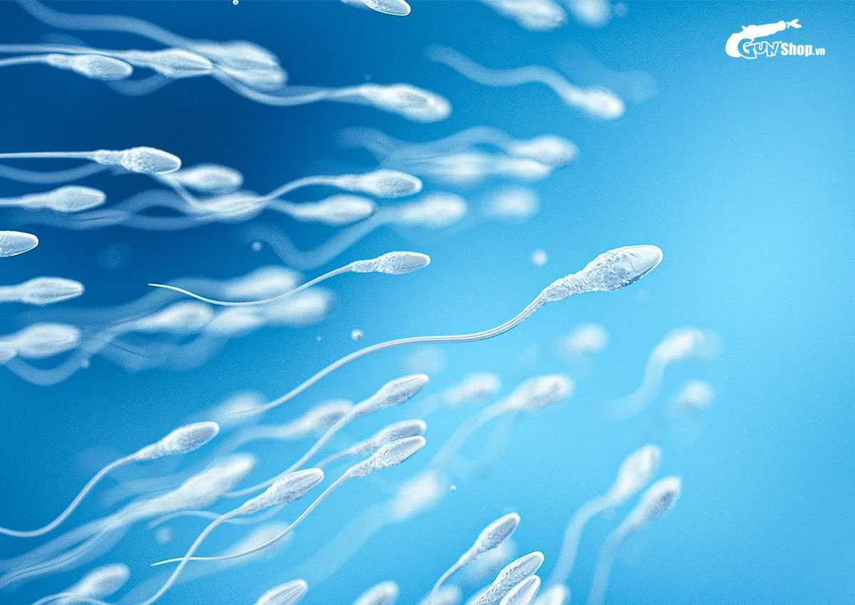 Tinh trùng sống được bao lâu trong bao cao su và ở môi trường khác?