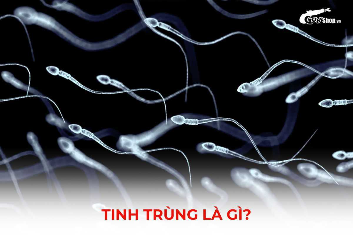 Tinh trùng là gì?