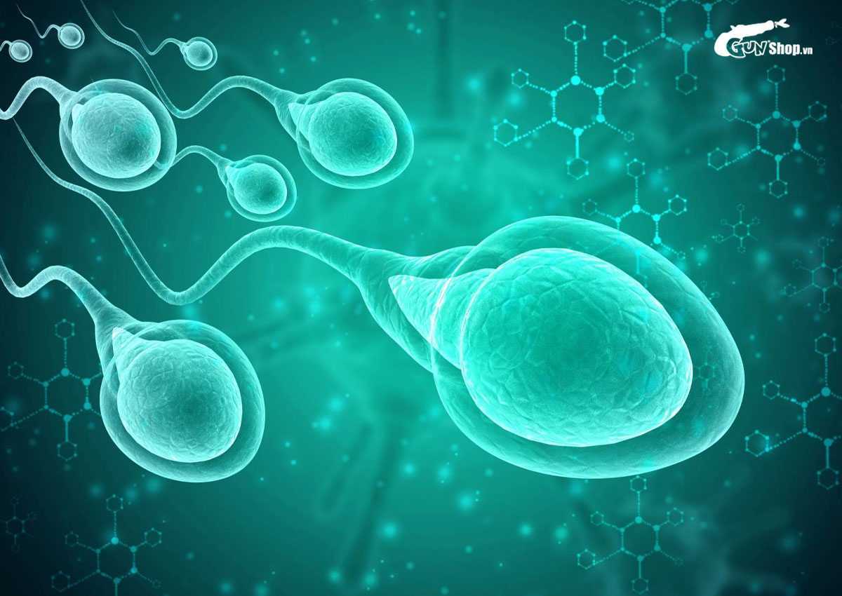 Tinh trùng là gì?