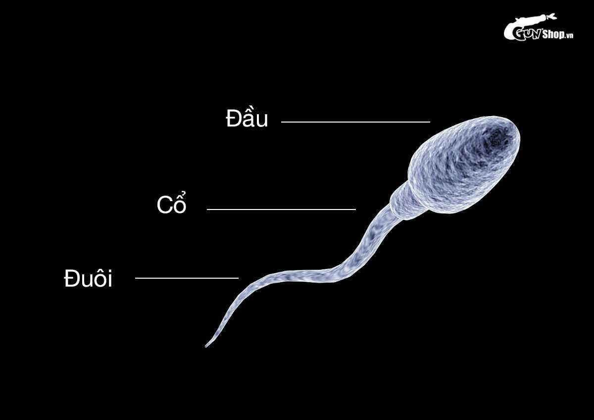 Tinh trùng là gì?