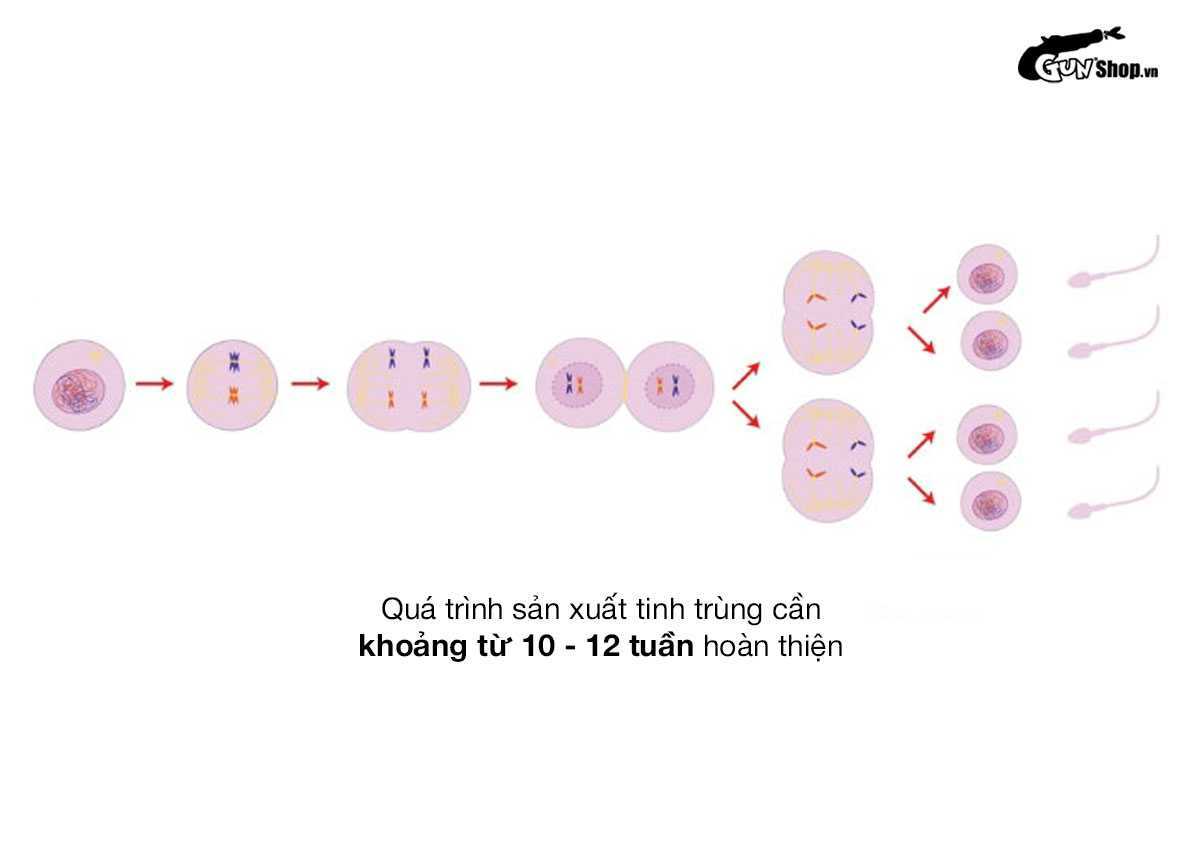 Tinh trùng là gì?