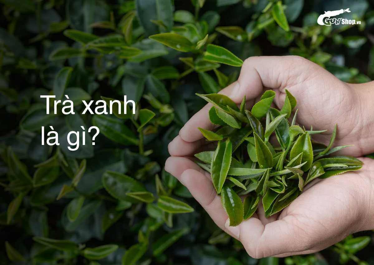 Trà xanh là gì