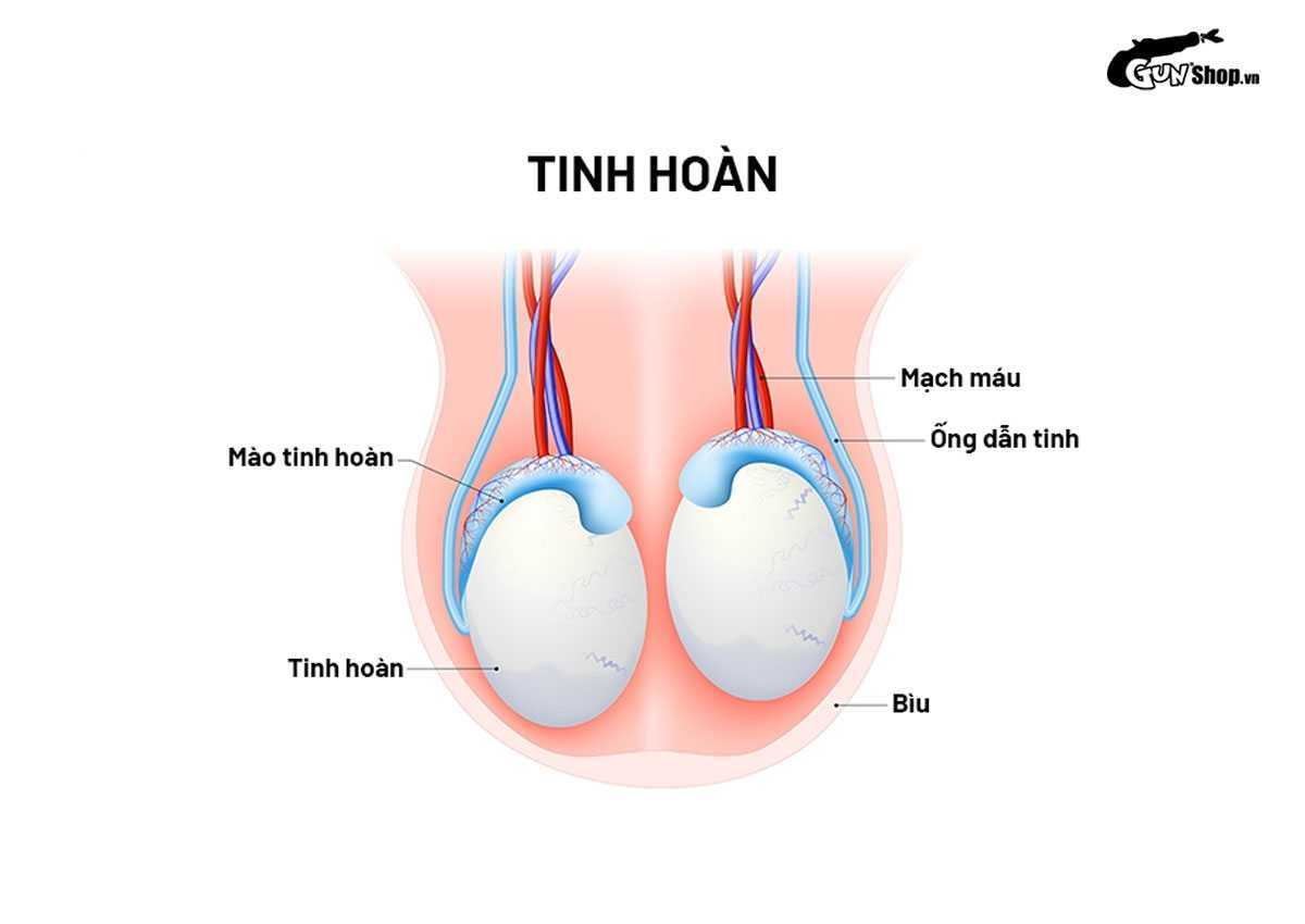 Tràn dịch màng tinh hoàn là gì? Có nguy hiểm không? Cách điều trị