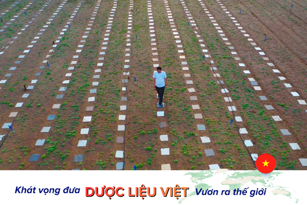 dược-liệu-vùng-cát-biển