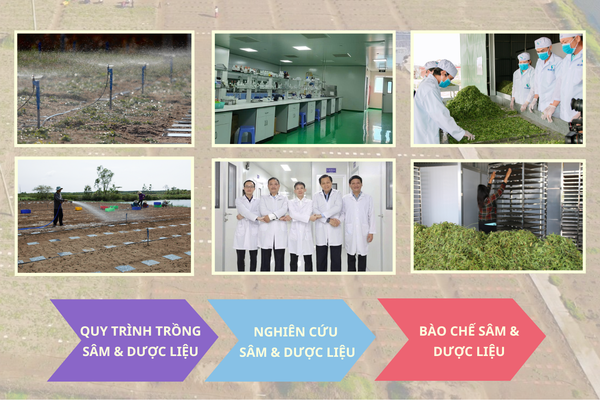 dược-liệu-vùng-cát-biển