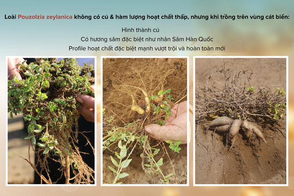 hoạt chất-sâm-SAVGIN