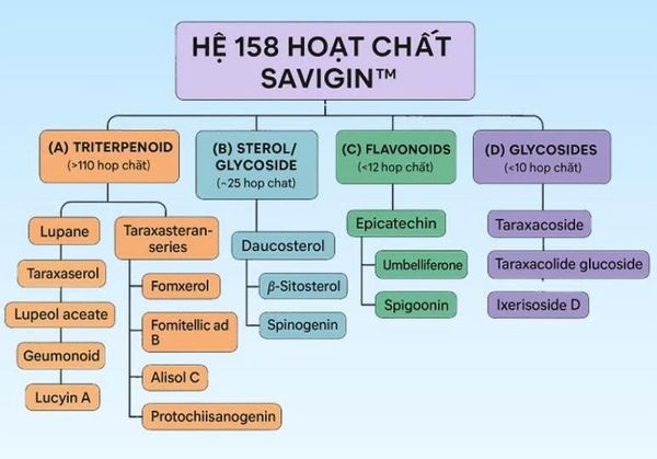 hoạt chất-sâm-SAVGIN