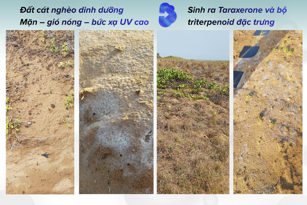 Taraxerone-co-trong-cac-loai-sam