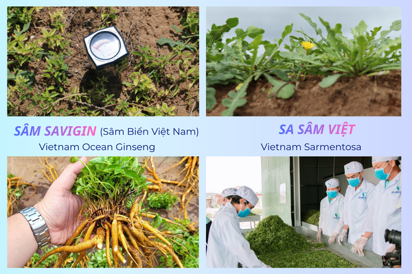 sâm-SAVIGIN