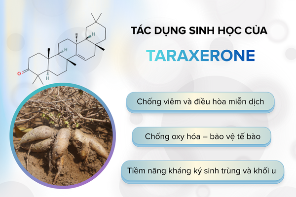 tac-dung-sinh-hoc-cua-Taraxerone
