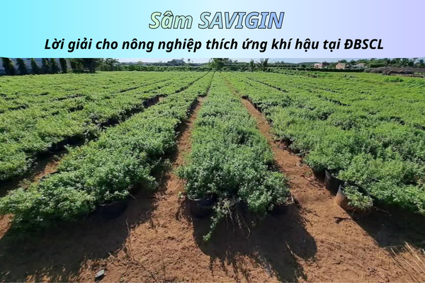 hành-trình-16-năm-SAVGIN