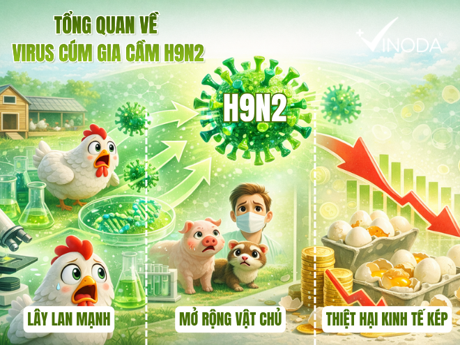 Tổng quan về Virus cúm gia cầm H9N2