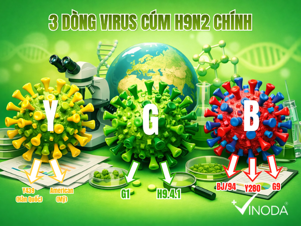 3 dòng virus cúm gia cầm H9N2 chính