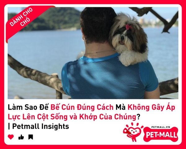 Làm Sao Để Bế Cún Đúng Cách Mà Không Gây Áp Lực Lên Cột Sống và Khớp Của Chúng? | Petmall Insights 2