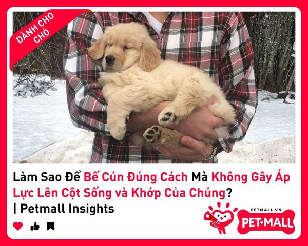 Làm Sao Để Bế Cún Đúng Cách Mà Không Gây Áp Lực Lên Cột Sống và Khớp Của Chúng? | Petmall Insights 3