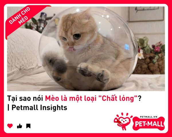 Tại sao nói Mèo là một loại 
