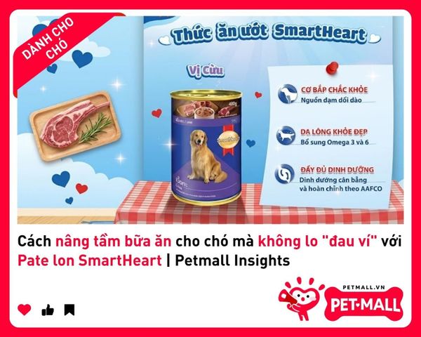 Cách nâng tầm bữa ăn cho chó mà không lo 