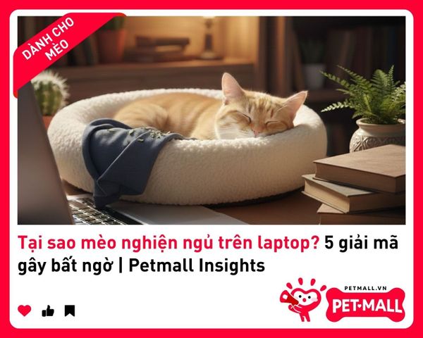 Tại sao mèo nghiện ngủ trên laptop? 5 giải mã gây bất ngờ | Petmall Insights 1