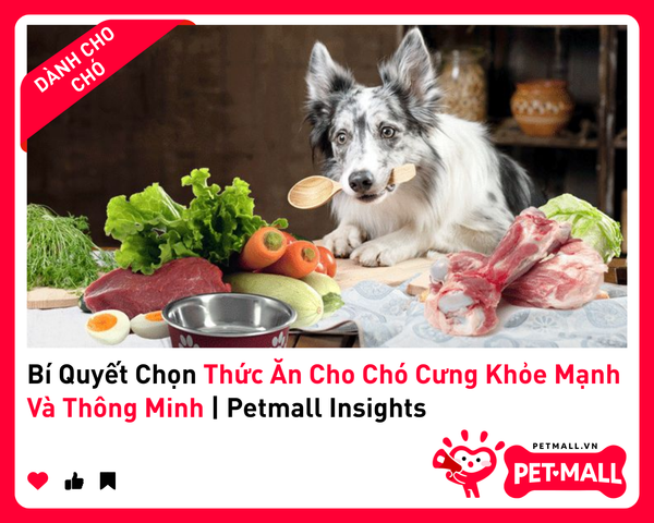 Bí Quyết Chọn Thức Ăn Cho Chó Cưng Khỏe Mạnh Và Thông Minh | Petmall Insights