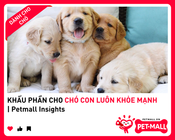 KHẨU PHẦN CHO CHÓ CON LUÔN KHỎE MẠNH | Petmall Insights