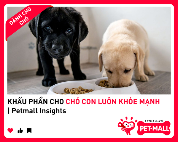KHẨU PHẦN CHO CHÓ CON LUÔN KHỎE MẠNH | Petmall Insights