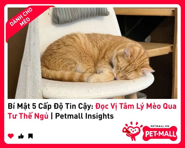 Bí Mật 5 Cấp Độ Tin Cậy: Đọc Vị Tâm Lý Mèo Qua Tư Thế Ngủ&nbsp;| Petmall Insights 2