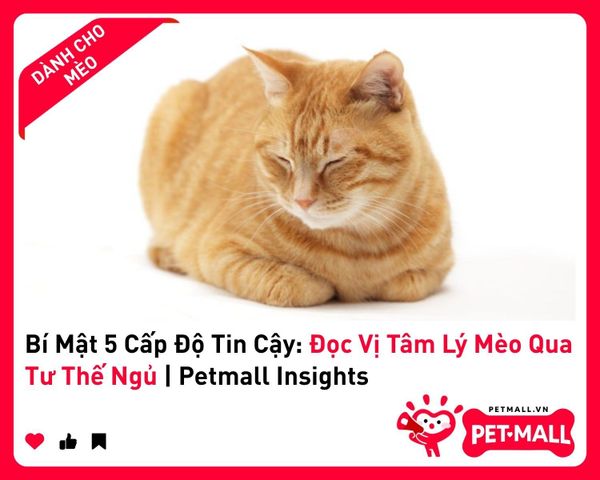 Bí Mật 5 Cấp Độ Tin Cậy: Đọc Vị Tâm Lý Mèo Qua Tư Thế Ngủ&nbsp;| Petmall Insights 3