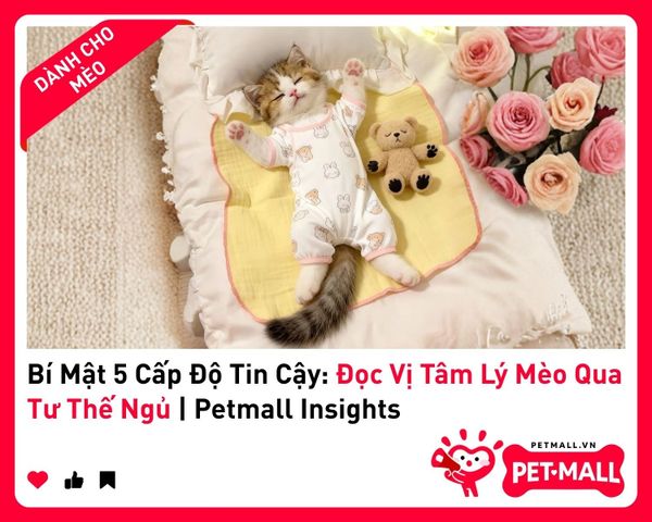 Bí Mật 5 Cấp Độ Tin Cậy: Đọc Vị Tâm Lý Mèo Qua Tư Thế Ngủ&nbsp;| Petmall Insights 4