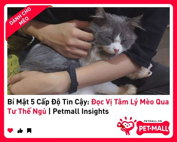 Bí Mật 5 Cấp Độ Tin Cậy: Đọc Vị Tâm Lý Mèo Qua Tư Thế Ngủ&nbsp;| Petmall Insights 5