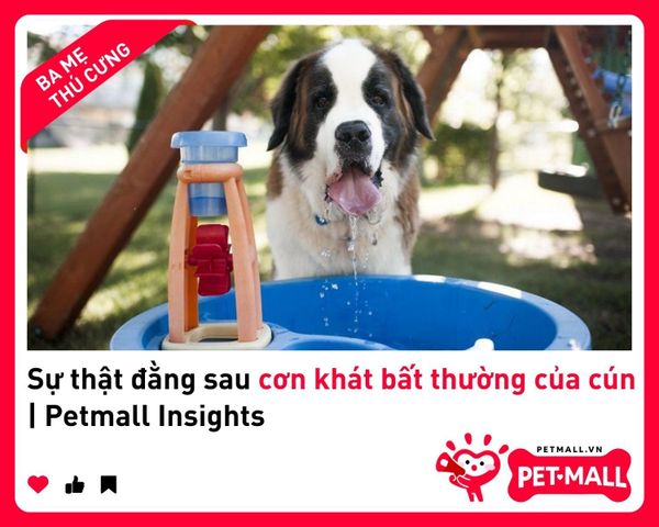 Sự thật đằng sau cơn khát bất thường của cún | Petmall Insights 2