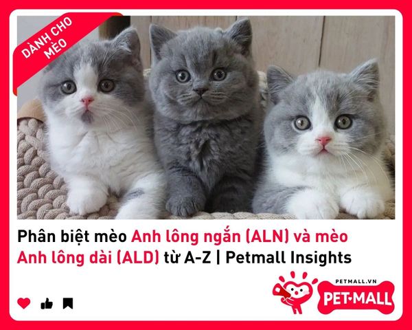 Phân biệt mèo Anh lông ngắn (ALN) và mèo Anh lông dài (ALD) từ A-Z | Petmall Insights 2