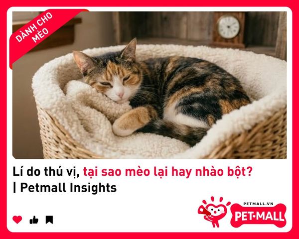 Lí do thú vị, tại sao mèo lại hay nhào bột? | Petmall Insights 2